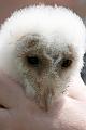 Barn Owl Chick